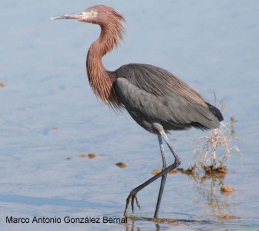 Photo (1): Reddish Egret