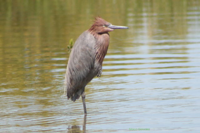Photo (6): Reddish Egret