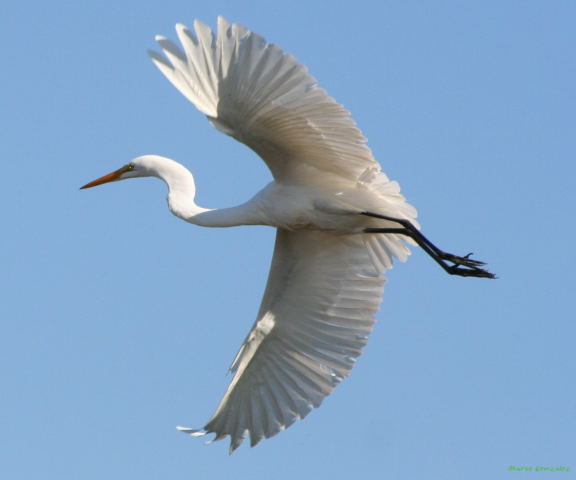 Photo (13): Great Egret