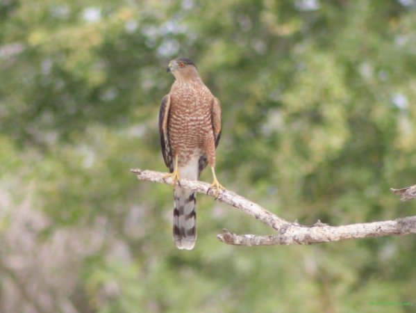 Photo (10): Cooper's Hawk
