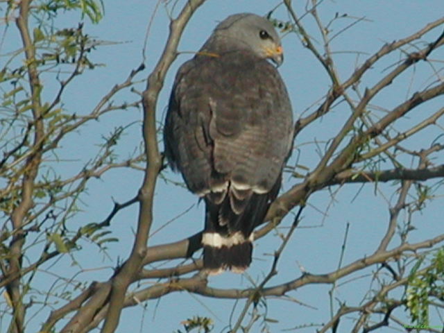Photo (10): Gray-lined Hawk