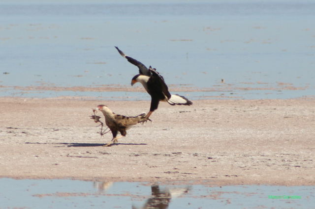 Photo (2): Crested Caracara