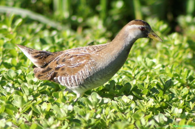 Photo (3): Sora