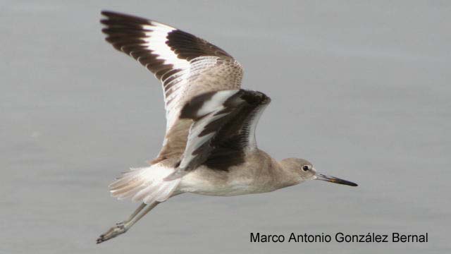 Photo (7): Willet