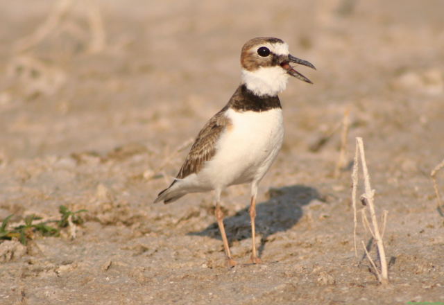 Photo (6): Wilson's Plover