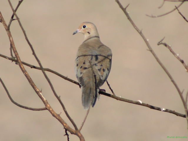 Photo (8): Mourning Dove