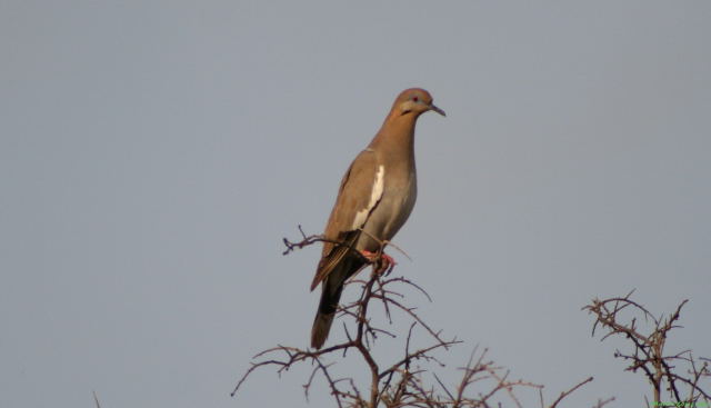 Photo (9): White-winged Dove