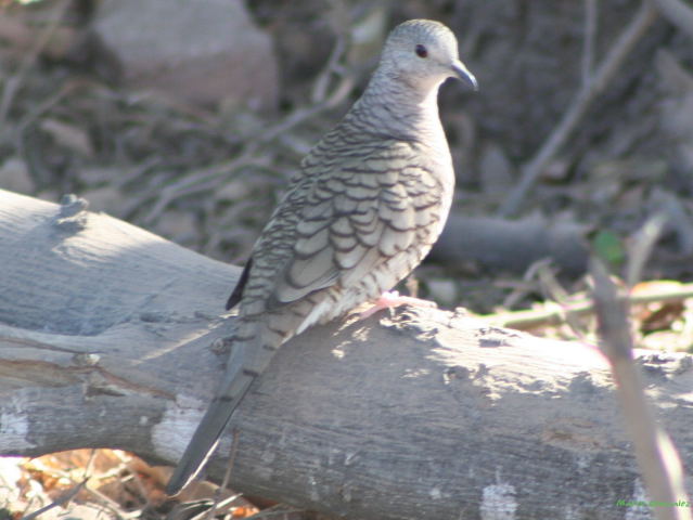Photo (17): Inca Dove