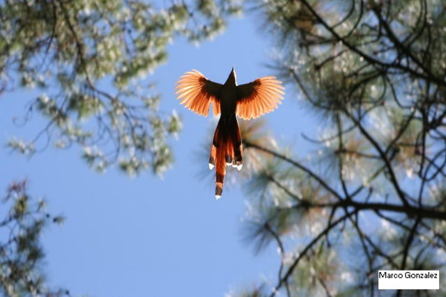 Photo (8): Squirrel Cuckoo
