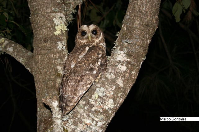 Photo (3): Mottled Owl