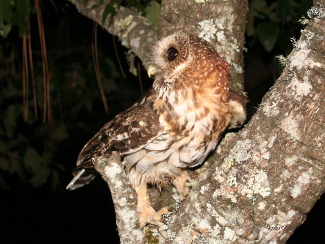 Photo (2): Mottled Owl