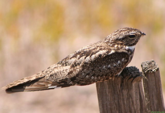 Photo (3): Lesser Nighthawk