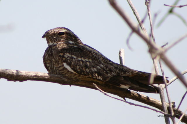 Photo (8): Lesser Nighthawk