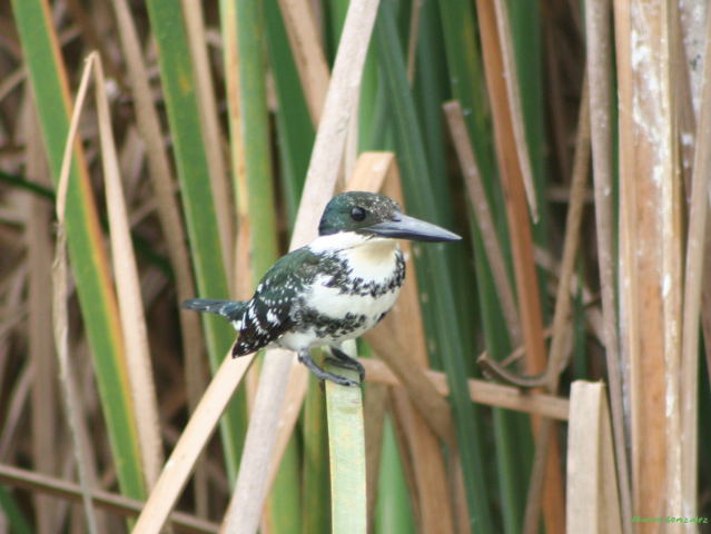 Photo (7): Green Kingfisher