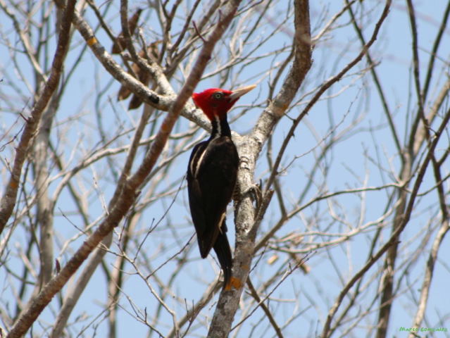 Photo (1): Pale-billed Woodpecker