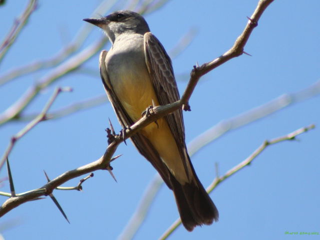 Photo (12): Cassin's Kingbird