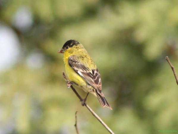 Photo (23): Lesser Goldfinch
