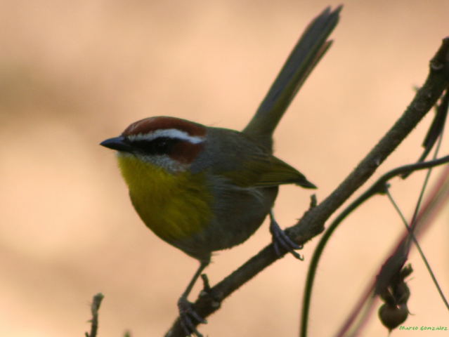 Photo (9): Rufous-capped Warbler
