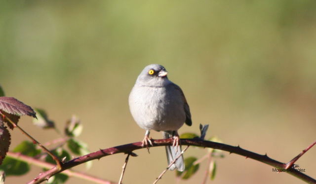Photo (6): Yellow-eyed Junco