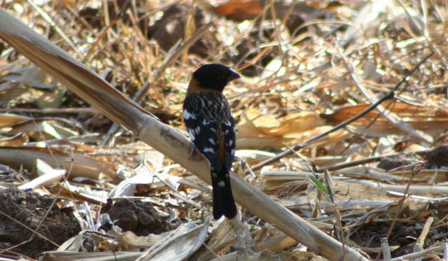 Photo (24): Black-headed Grosbeak