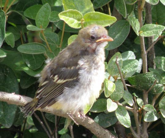 Photo (19): Western Tanager