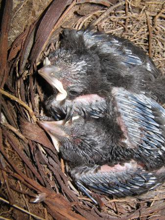 Photo (21): Gray Catbird