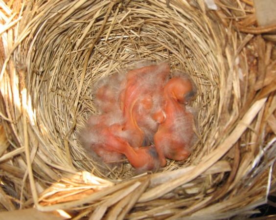 Photo (22): Red-winged Blackbird