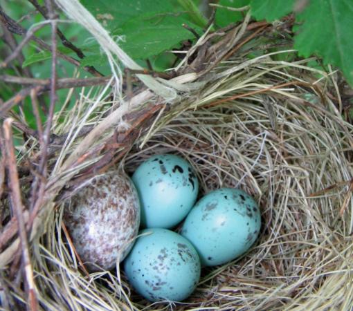 Photo (23): Chipping Sparrow