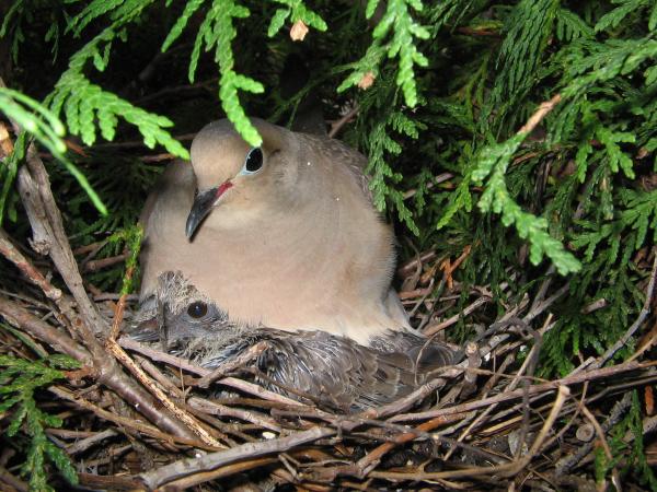 Photo (16): Mourning Dove