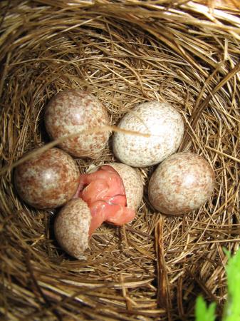 Photo (14): Song Sparrow