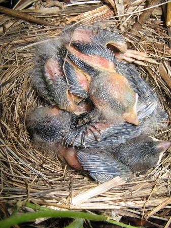 Photo (13): Song Sparrow