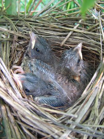 Photo (12): Song Sparrow