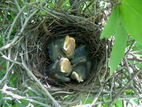 Photo (22): Gray Catbird
