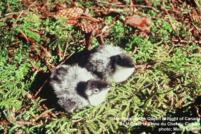 Photo (7): Ancient Murrelet