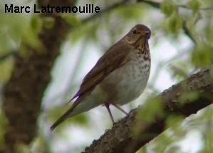 Photo (7): Swainson's Thrush