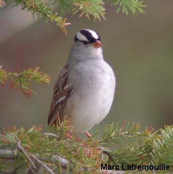 Photo (5): White-crowned Sparrow