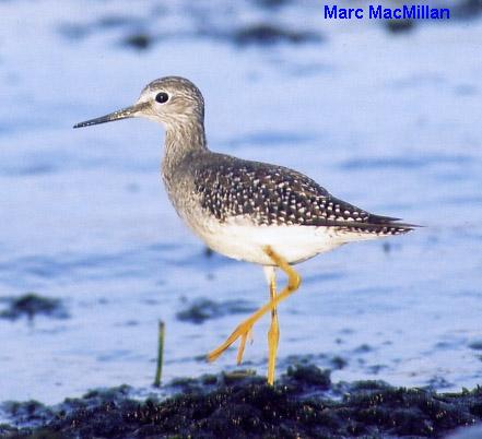 Photo (11): Lesser Yellowlegs