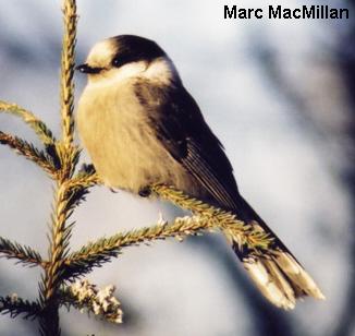 Photo (9): Gray Jay