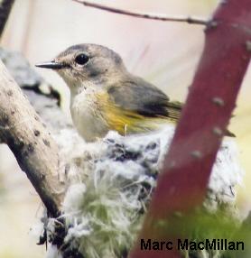 Photo (24): American Redstart