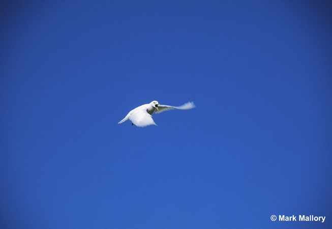 Photo (1): Ivory Gull