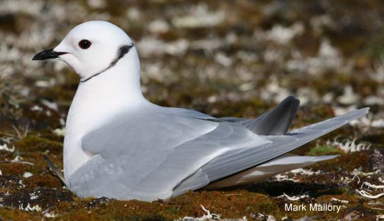 Photo (2): Ross's Gull