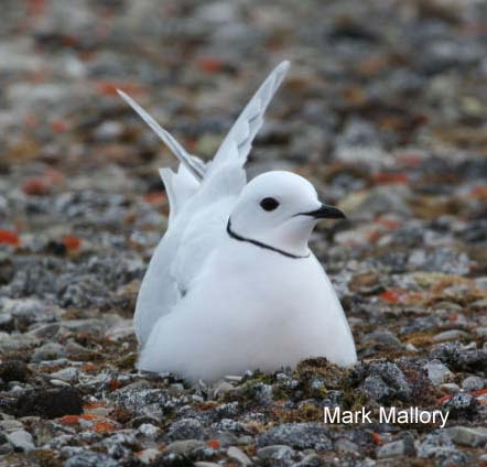 Photo (3): Ross's Gull