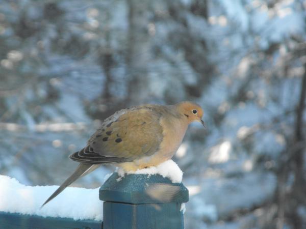 Photo (13): Mourning Dove