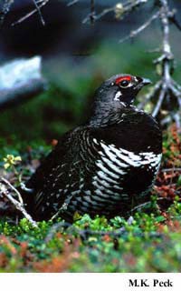 Photo (14): Spruce Grouse