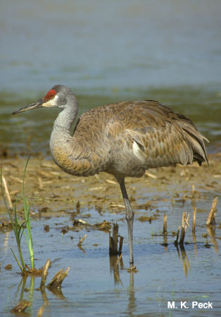 Photo (4): Sandhill Crane