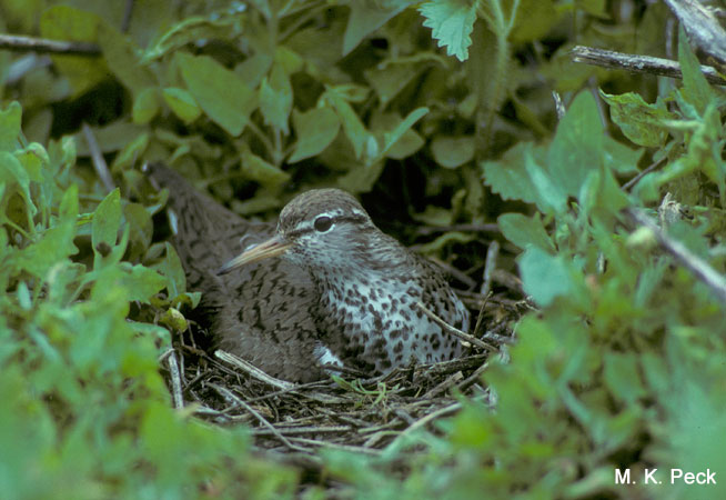Photo (13): Spotted Sandpiper