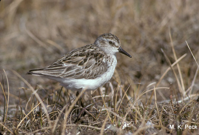 Photo (3): Semipalmated Sandpiper