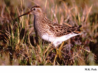 Photo (5): Pectoral Sandpiper
