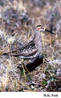 Photo (7): Stilt Sandpiper