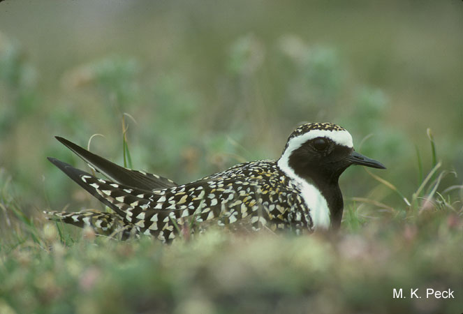 Photo (1): American Golden-Plover